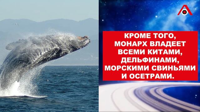 Осетры, киты и свиньи: кто еще принадлежит Карлу III смотреть онлайн