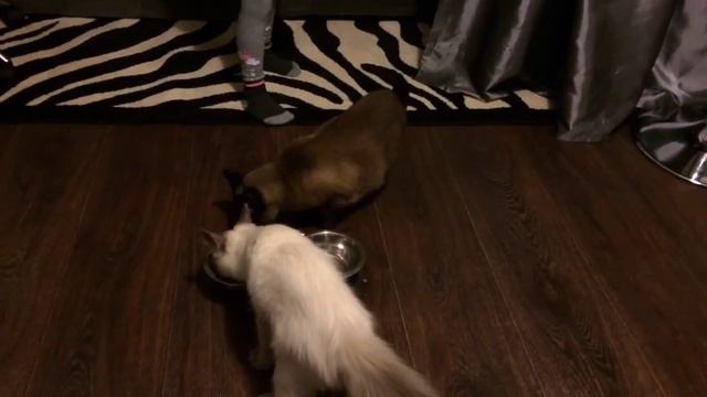 Отзыв о корме Purina One