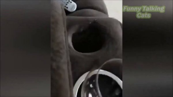 Говорящие коты! Сборник №20 ?/ Funny Talking Cats! The collection №20?