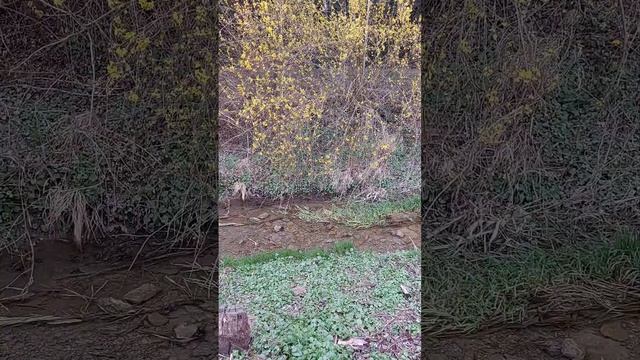 Golden Bell - Forsythia Suspensa #shorts смотреть онлайн