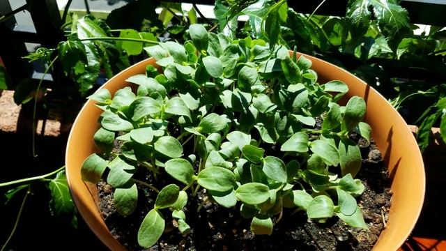 Growing Cantaloupe from Seeds for 22 Days смотреть онлайн