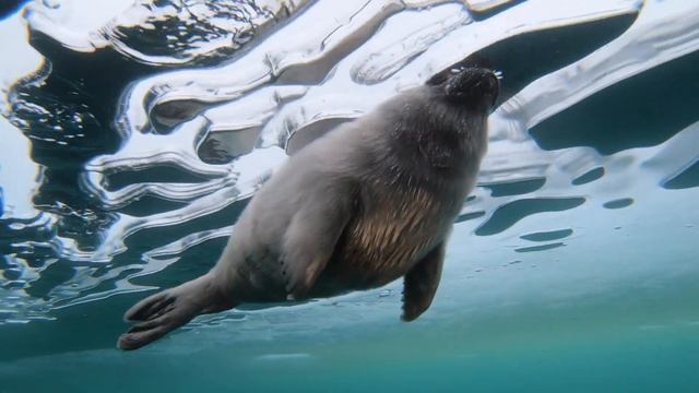 Baikal seal (nerpa) underwater under the ice of the Lake Baikal смотреть онлайн