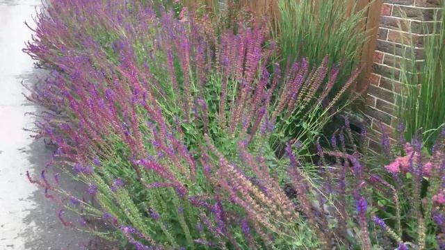 Шалфей в массовой посадке