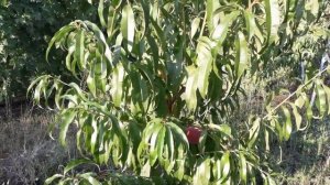 Персики Посол Мира и Команч