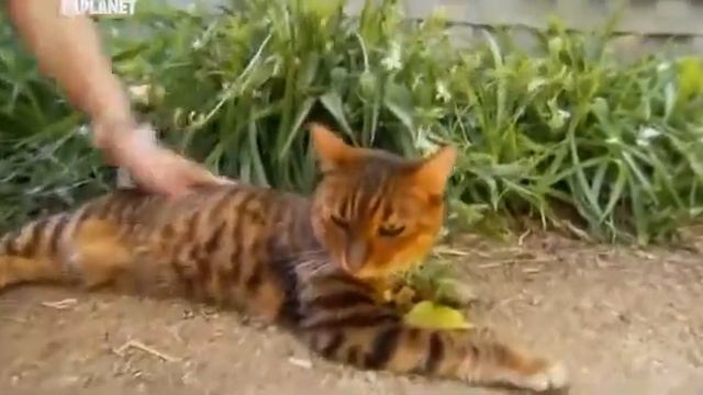 Кот-шоу: Кошка породы тойгер смотреть онлайн