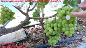 Виноград МИЛАНКА очень раннего срока созревания с желтыми ягодами и вкусным мускатом. (Пузенко Н.Л.