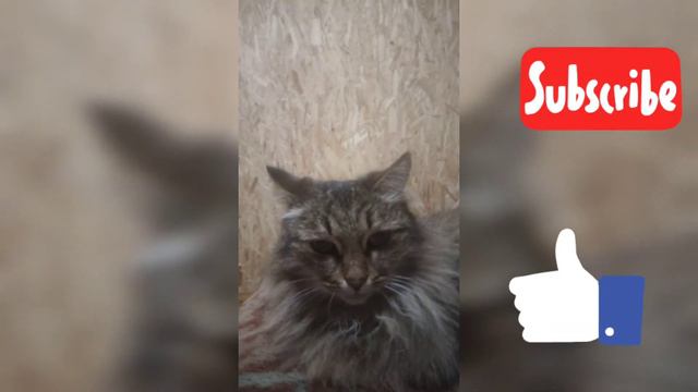 Приветствие Бабл Кваса! Люблю вас подписчики!)