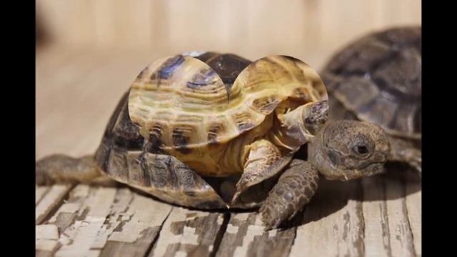 Сухопутные черепахи ///Милашки !!!!!***/// смотреть онлайн