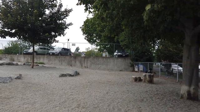 DOG PARK Visit For Shikoku Dog!