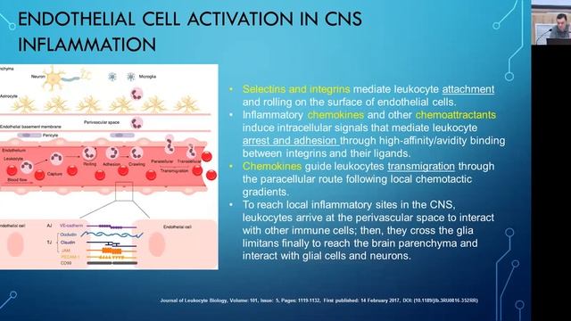 T4 Dr. Mikhail Stepanichev "Intercellular Contacts" IHNA/iBRAIN смотреть онлайн