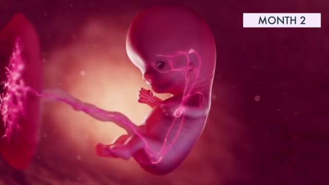 Первый триместр беременности смотреть онлайн