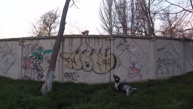 Охота на кота. Повадки охотничьей собаки смотреть онлайн