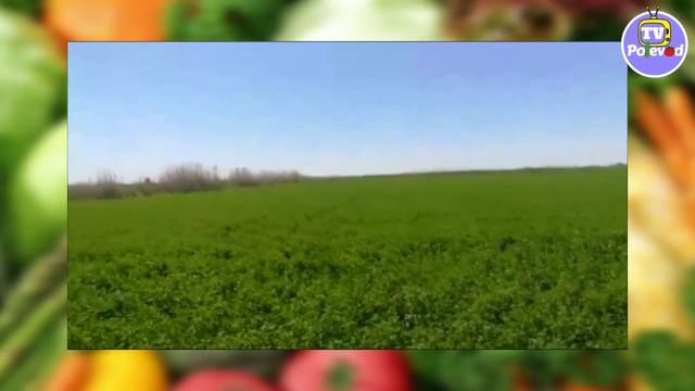 Дима в восторге от люцерны GEA!!! смотреть онлайн