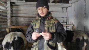 Укол корове? Легко! // ДЕГЕЛЬМИНТИЗАЦИЯ! // обработка коров от паразитов! // коровы// НЕТЕЛИ