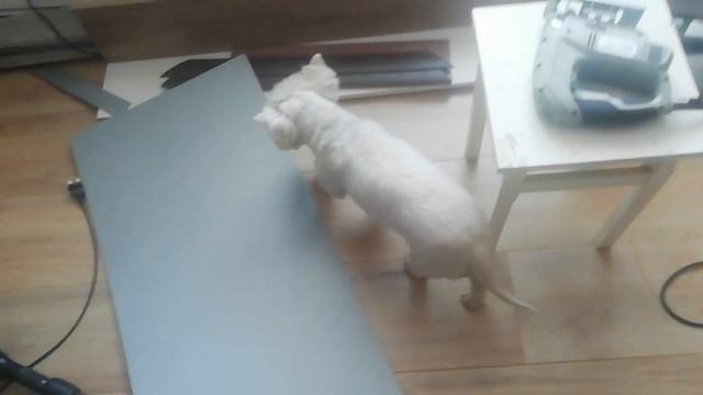 Ламинат, и его укладка со скоростью 17 квадоратов за 3,5 часа. Своими руками без проблем и помощи!) смотреть онлайн