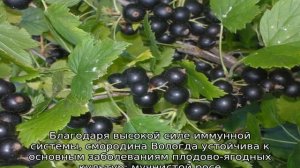 Смородина Вологда