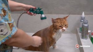 Груминг мейн-куна косметикой #TrueIconic