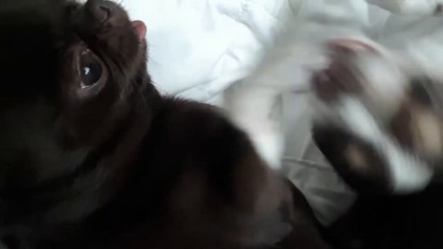 О чем говорят ЧИХУАХУА 😂 chihhuahua conversation смотреть онлайн