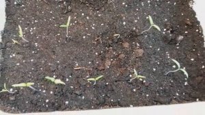 мОНГОЛЬСКИЙ КАРЛИК, ВСХОЖЕСТЬ  СЕМЯН