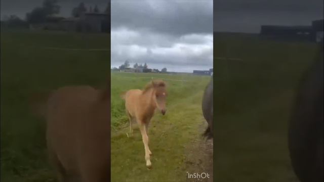 Крохотные Лошадки; Голоса и звуки животных; Животные вокруг нас; Животные в природе;