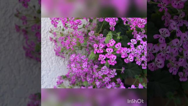 Мои пеларгонии ( герани ) смотреть онлайн