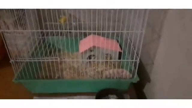 как уберечь хому от солнца смотреть онлайн