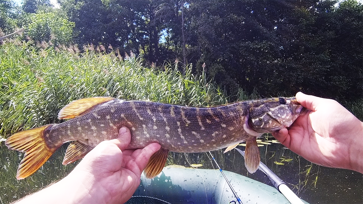 Поймал отличные ТРОФЕИ на малой реке! СПЛАВ по очень заросшей реке в поисках ЩУКИ принёс результаты!