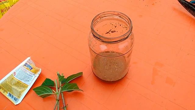 Укоренение черенков с корицей. Укоренение в воде.!. Vlog. смотреть онлайн