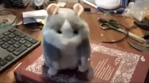 Смешное видео Хомяк повторюшка