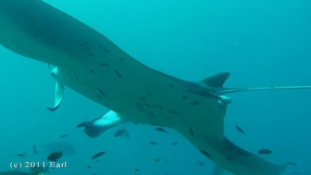 Акулы и манты на мальдивах смотреть онлайн