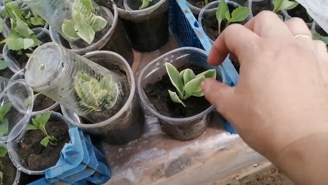 Аптение черенкование. смотреть онлайн