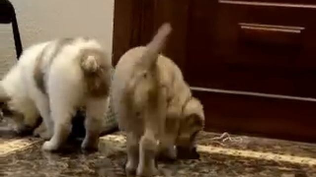 Щенки САО, алабай, среднеазиатская овчарка. смотреть онлайн