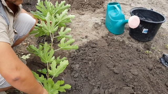 Как посадить ИНЖИР. Саженцы Инжира. смотреть онлайн