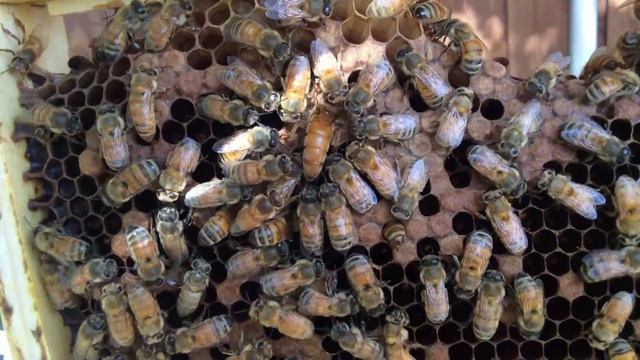Beekeeping - Missing Queen & Emergency Cells смотреть онлайн