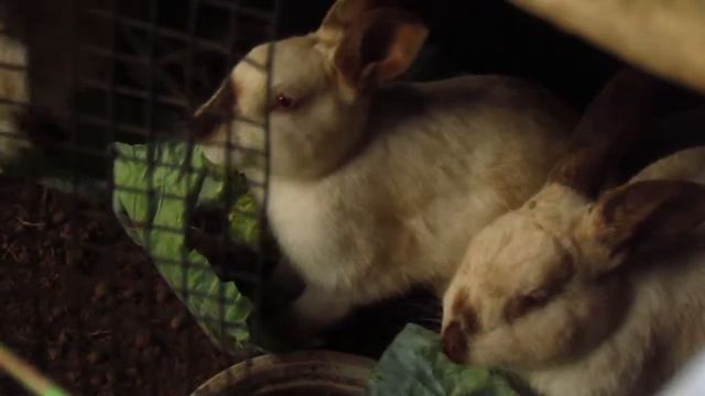 La Farfalla смотреть онлайн