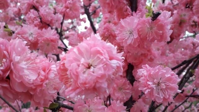 Цветущий миндаль трёхлопастный. смотреть онлайн