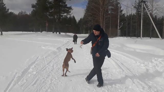 Вынгерская выжла Моцарт на прогулке. смотреть онлайн