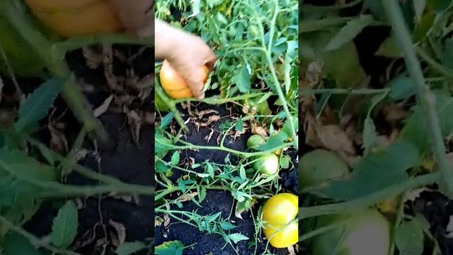 (80)Помидоры Пудовик и Хурма, крупные и очень сладкие. 89874795406 смотреть онлайн