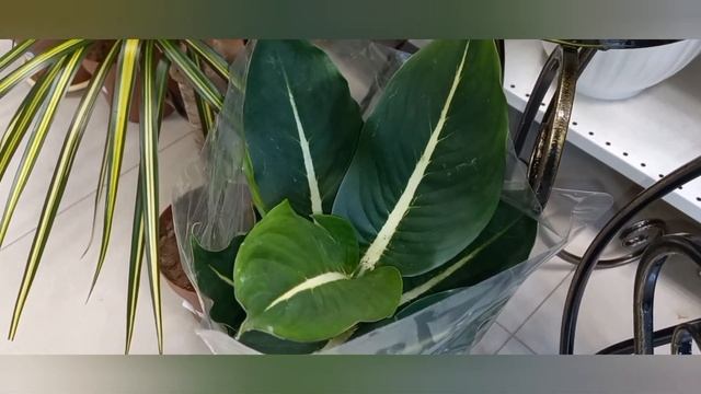 ?Цимбидиумы?Кипарис?Новинки? смотреть онлайн