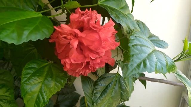 дерево с красными цветами на балконе смотреть онлайн