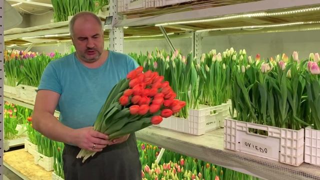 Полный КАТАЛОГ ТЮЛЬПАНОВ с лучшими актуальными сортами и новинками!