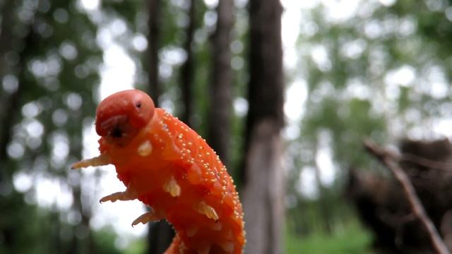 "Давай обниматься" )) Гусеница пилильщик осиновый смотреть онлайн