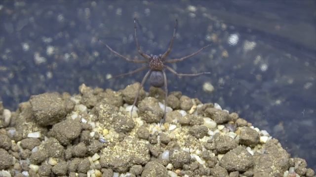 Sicarius Thomisoides , Sand Spider unboxing смотреть онлайн