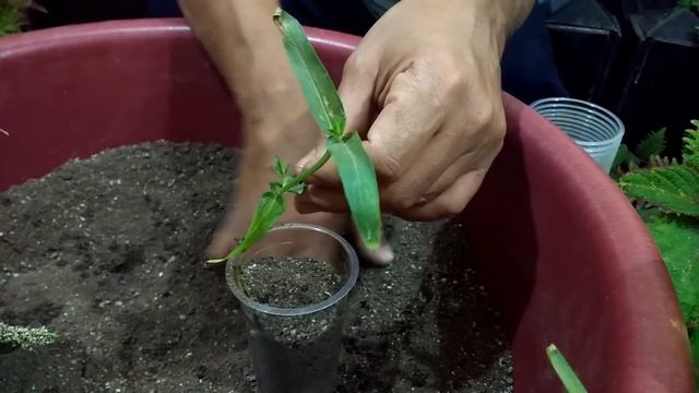النعناع طويل الأوراق ( السعودى ) وتكاثره ... Long leaf mint (Saudi) and its reproduction смотреть онлайн