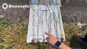 Защита озимой пшеницы от мучнистой росы. Обработка программой «Максимум»
Краснодарский край
