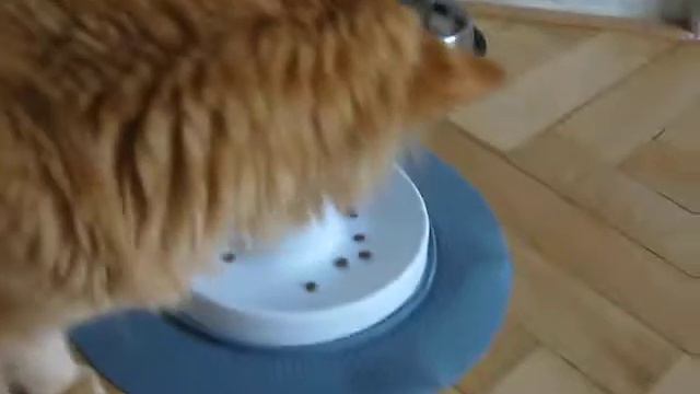 кошки получили новую игрушку смотреть онлайн