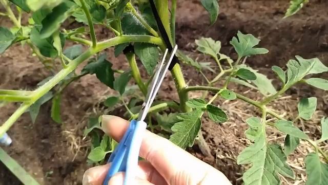 Листья у томатов не обрезайте, а удаляйте только ТАК! смотреть онлайн