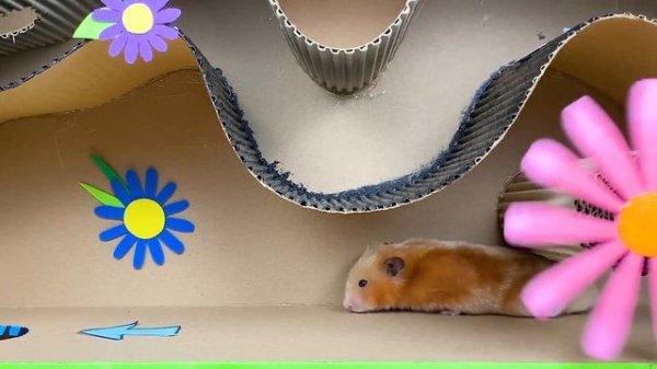 SUPER HAMSTER ESCAPE Amazing Mazes - The Best Hamster Challenges