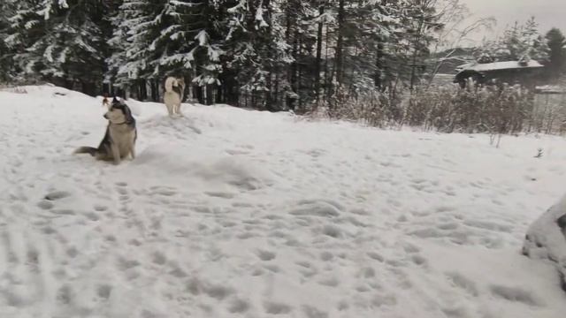 Хаски,который пытался лаять ??