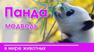 Христианские рассказы о живой природе и познавательные истории из жизни животных для детей |"Панда"